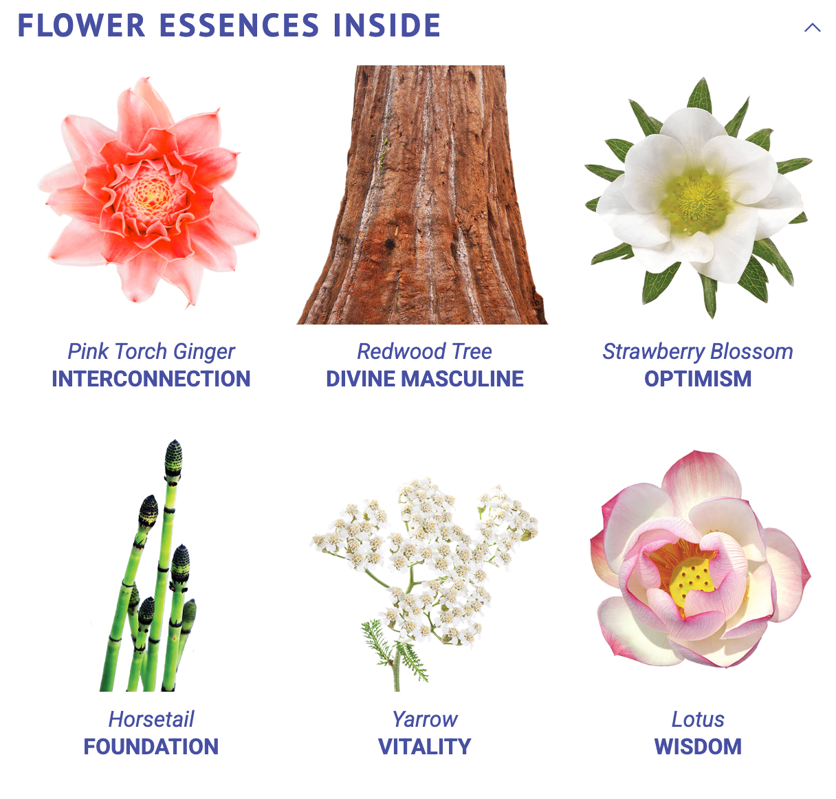 True Strength Flower Essence Elixir