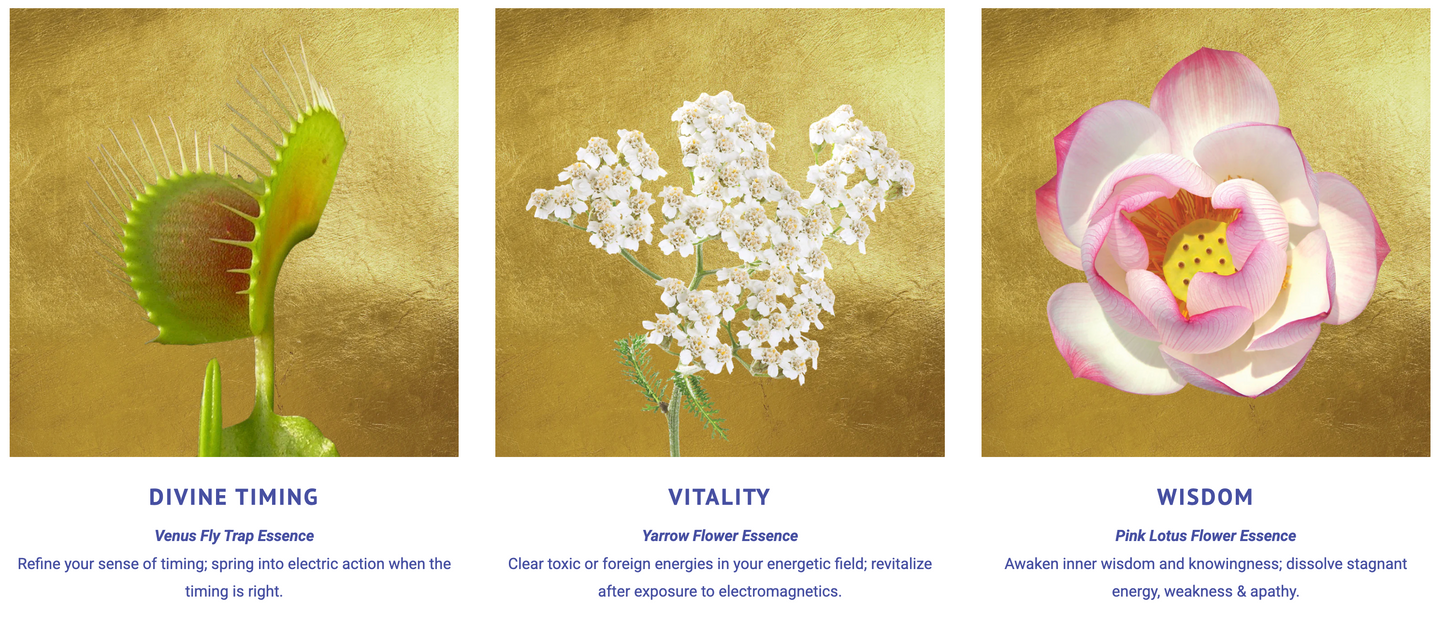 Sacred Awareness Flower Essence Elixir