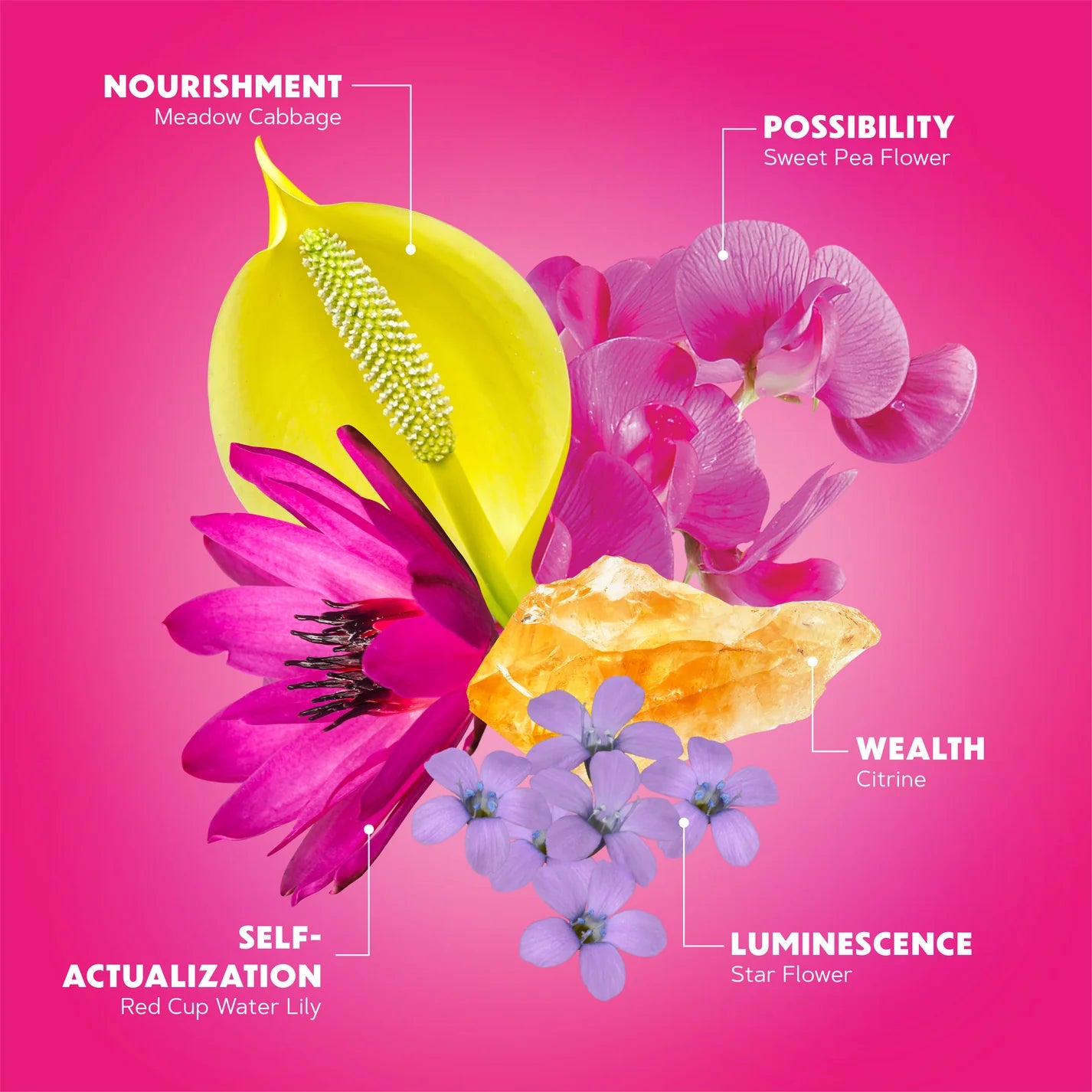 Expansive Presence Flower Essence Elixir