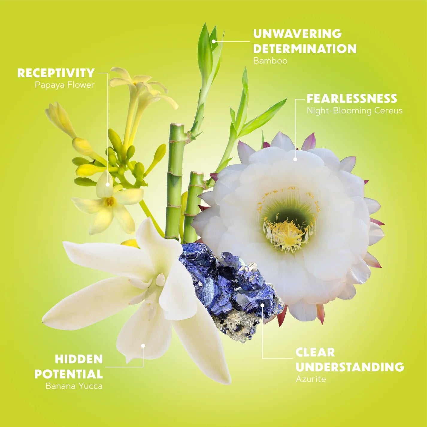 Full Bloom Flower Essence Elixir