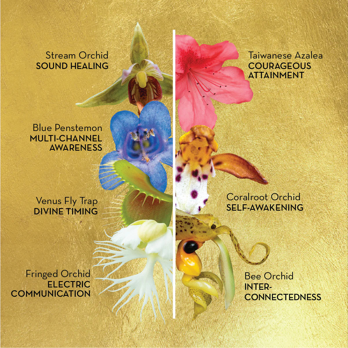 Sacred Awareness Flower Essence Elixir