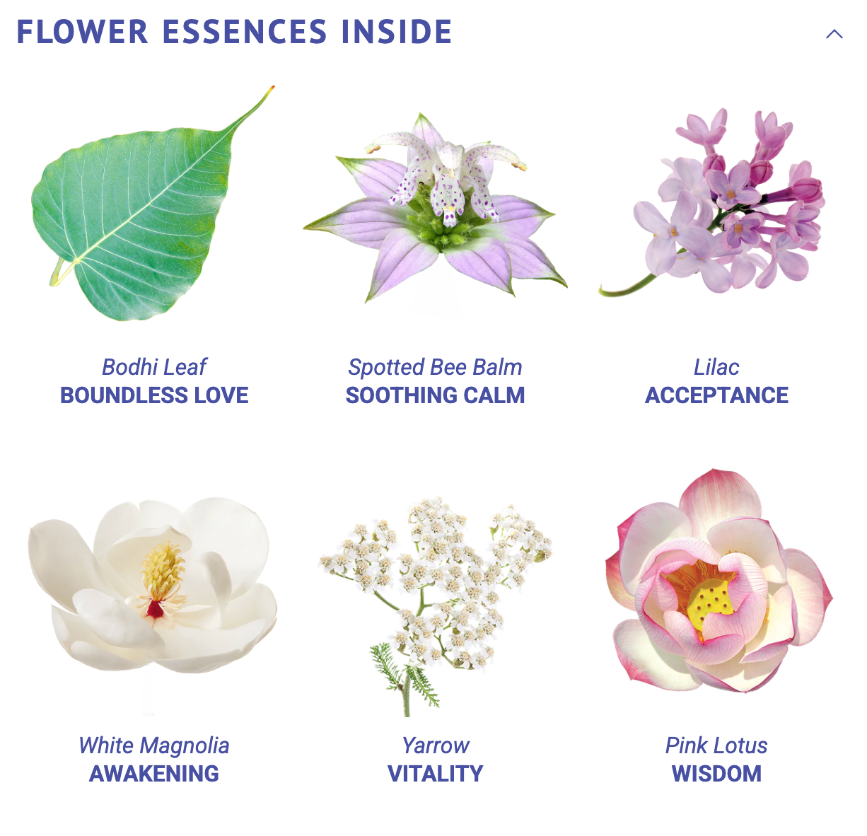Boundless Wisdom Flower Essence Elixir