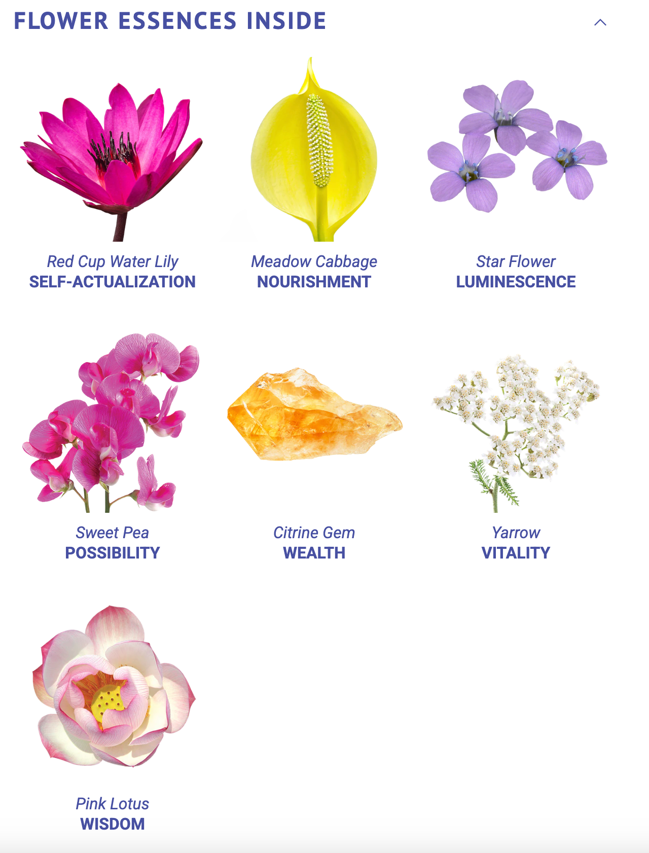 Expansive Presence Flower Essence Elixir