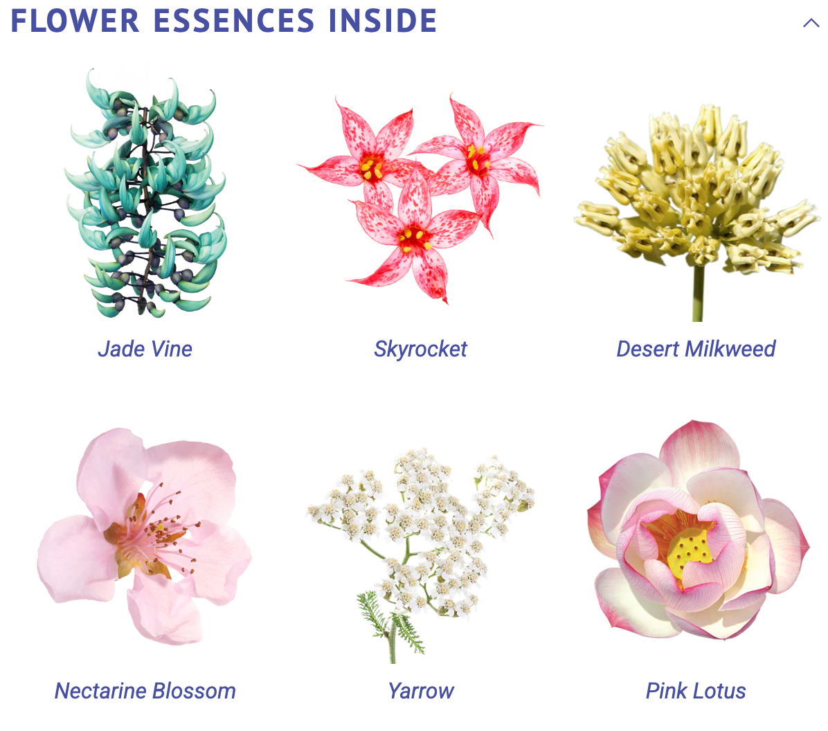 Luminous Chi Flower Essence Elixir