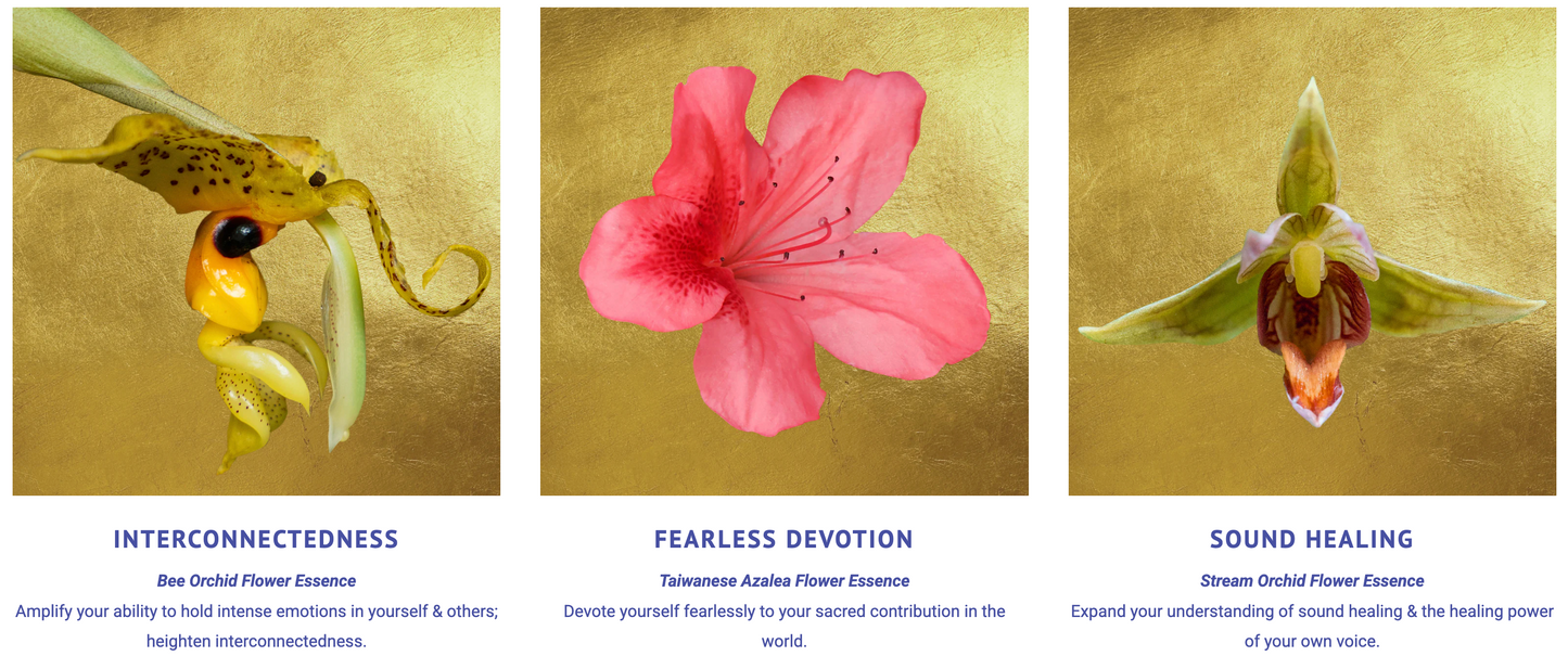 Sacred Awareness Flower Essence Elixir