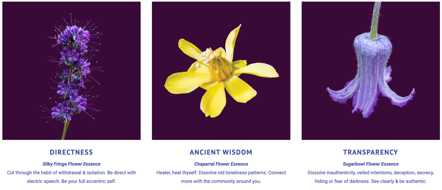 Divine Truth Flower Essence Elixir